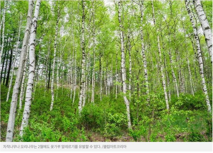 꽃도 없는데 알레르기 심해졌다? 진짜 이유는 '여기에'  
